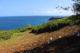 Image of Hawaiian Petrel