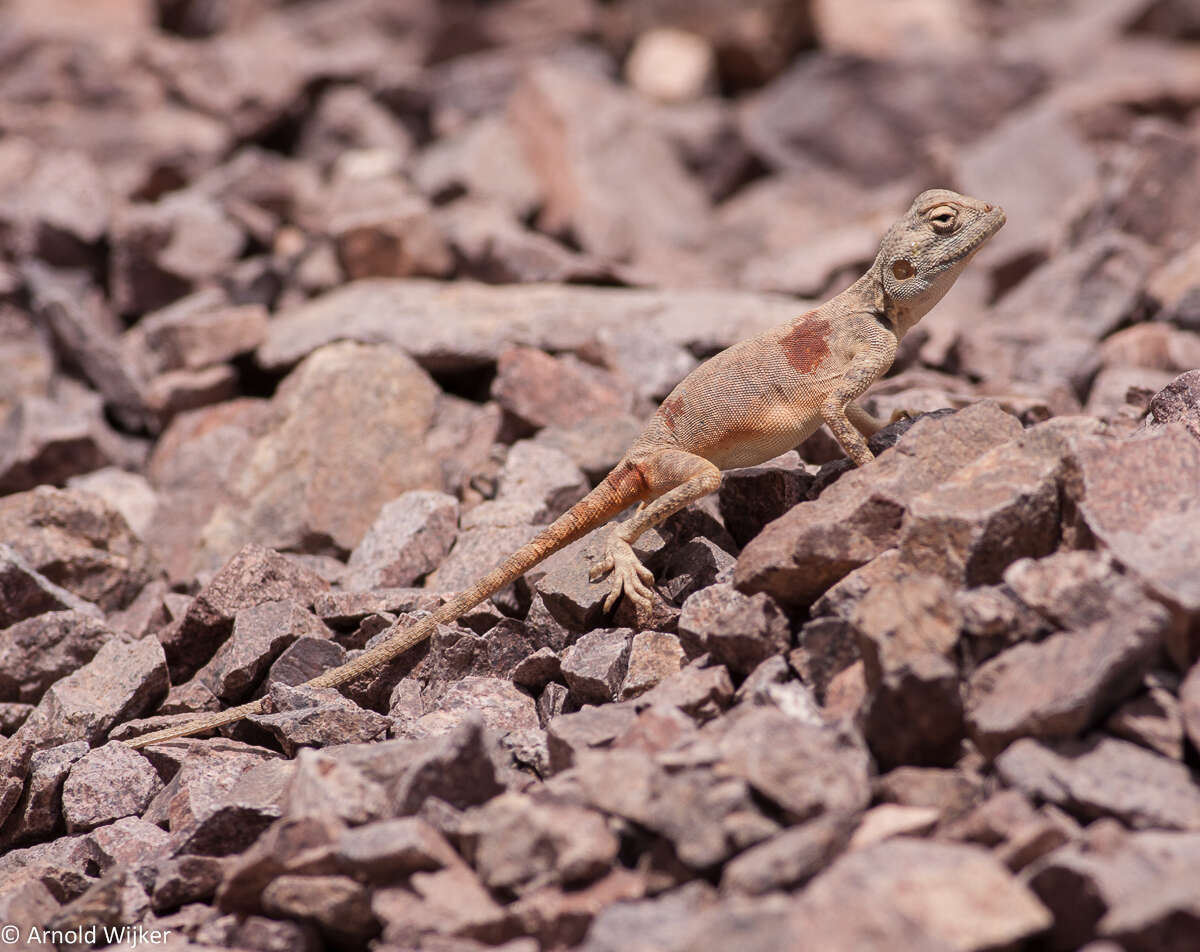 Image of Pseudotrapelus aqabensis Melnikov, Nazarov, Ananjeva & Disi 2012