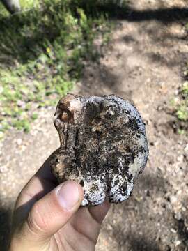 Image of Cortinarius magnivelatus Dearn. ex Fogel 1995