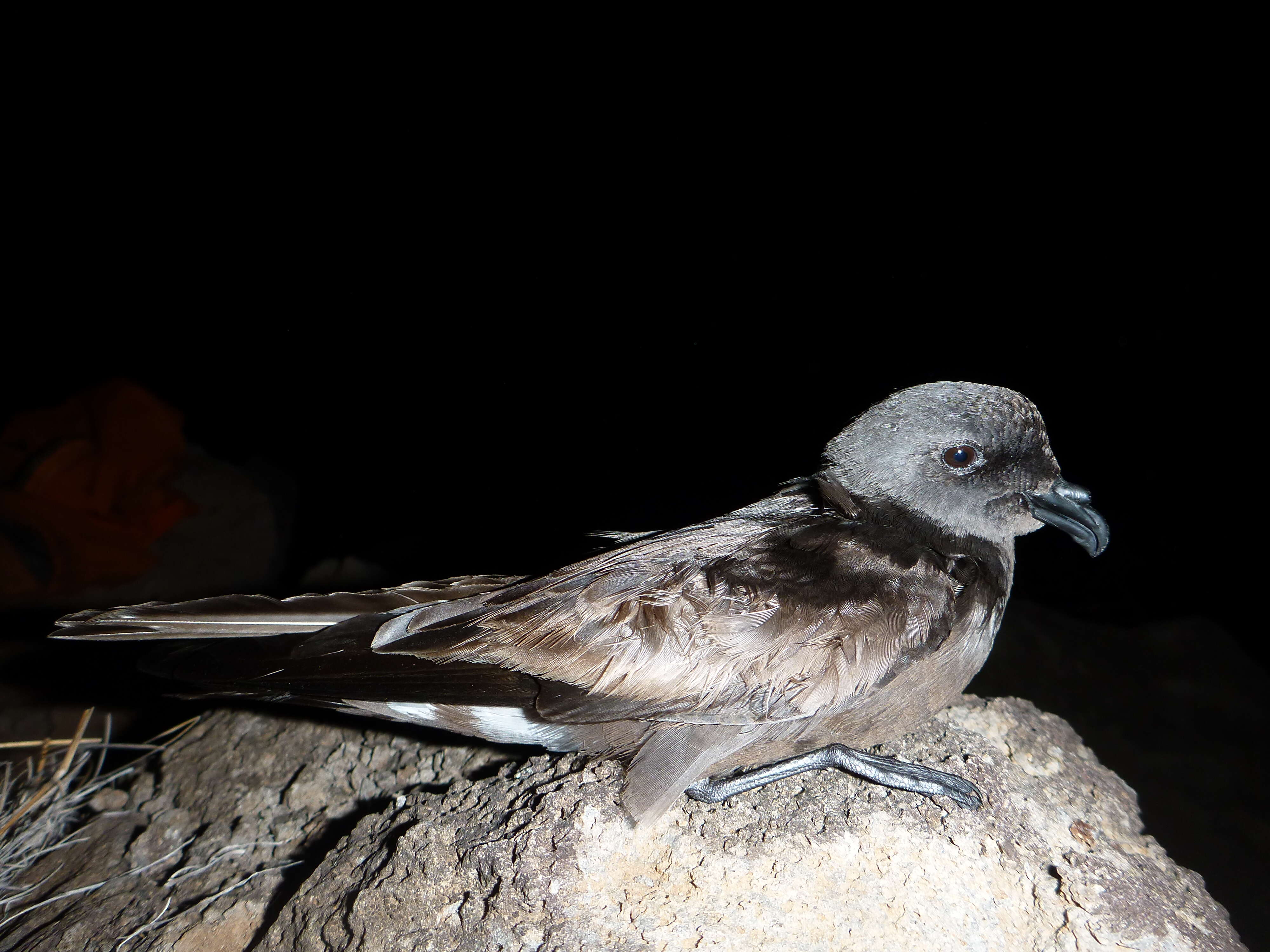 Image of Band-rumped Storm Petrel