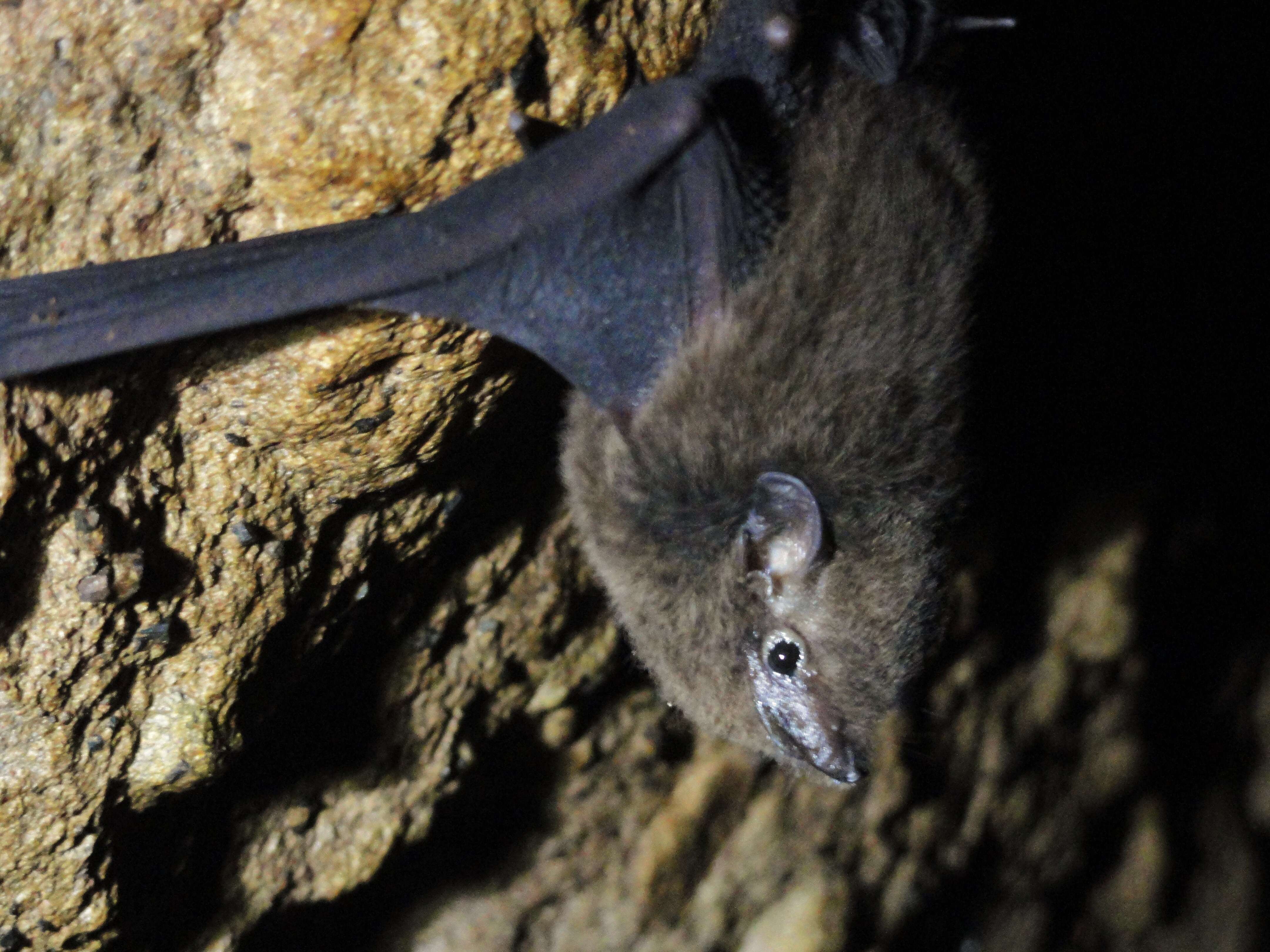 Image of Pacific Sheath-tailed Bat