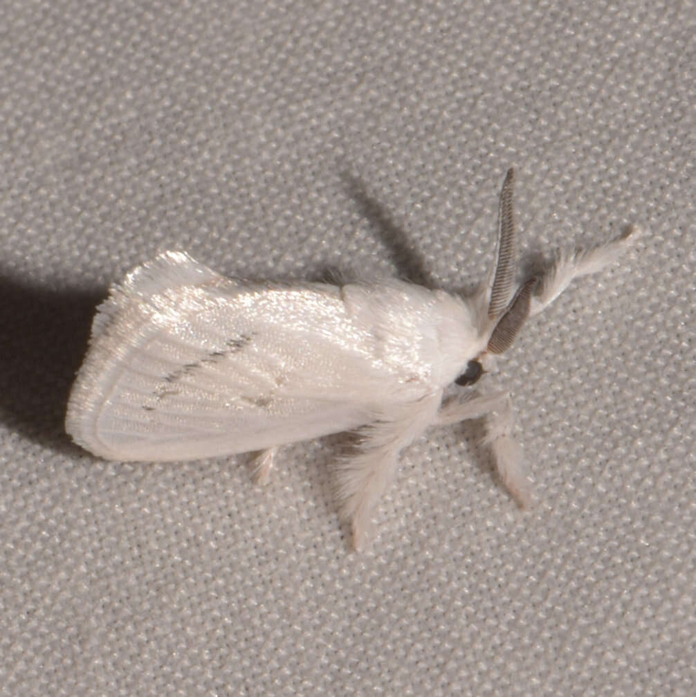 Image of Alarodia minuscula Dyar 1927