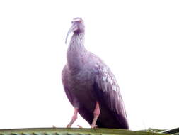 Image of Plumbeous Ibis