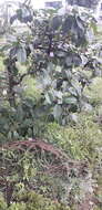 Image of Delostoma integrifolium D. Don