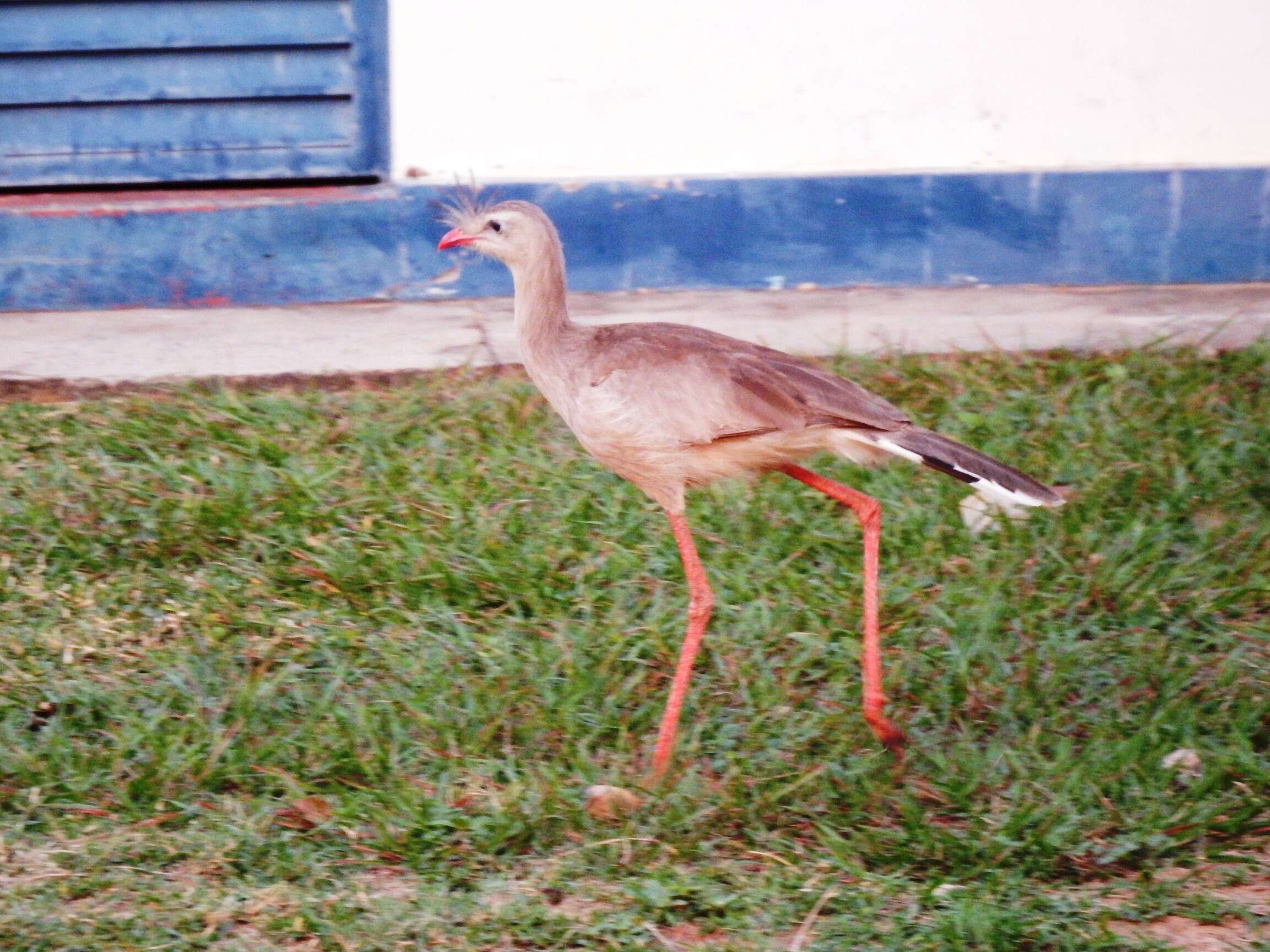 Image of Cariama Brisson 1760