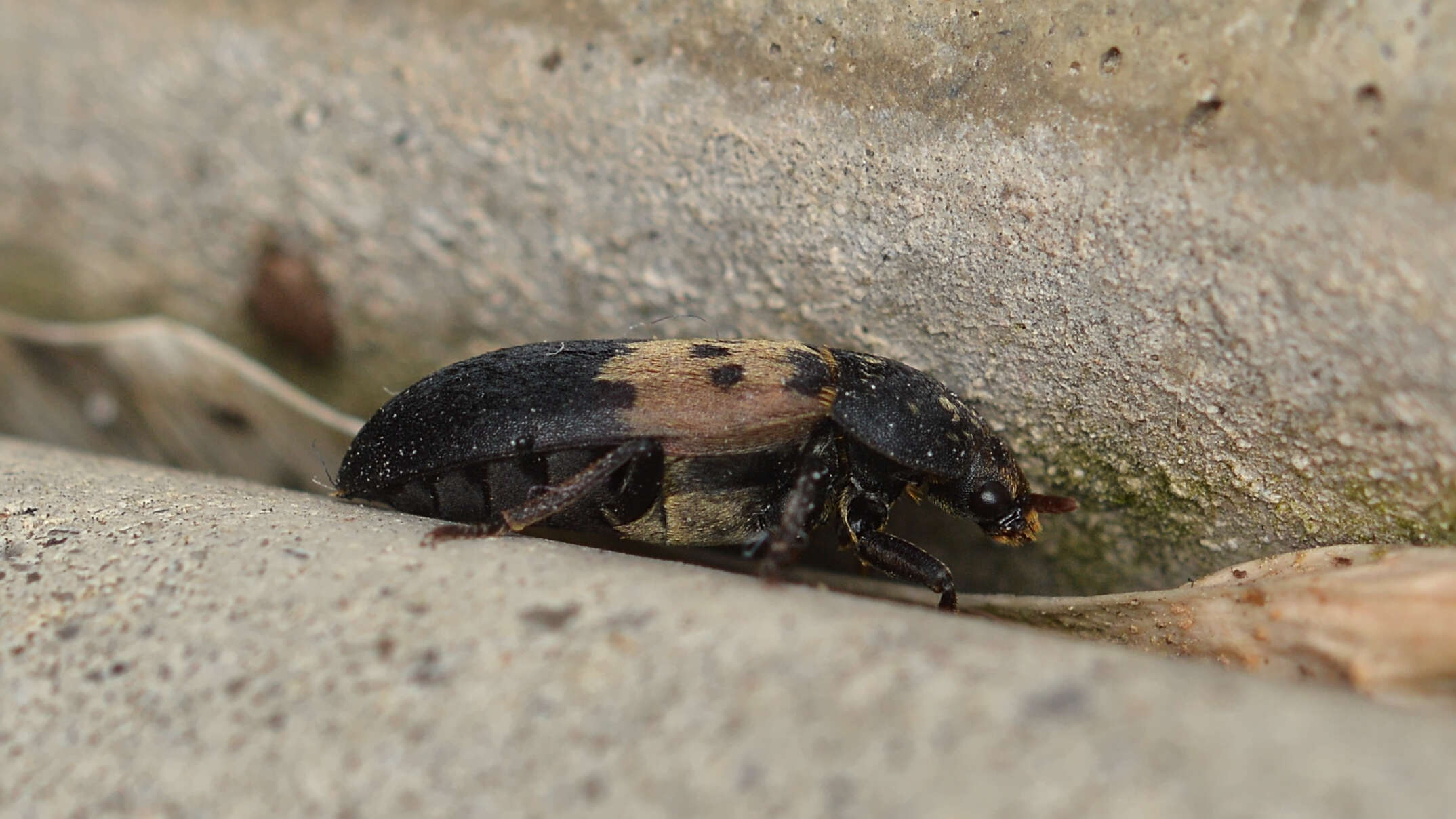 Image of larder beetle