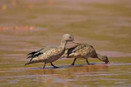 Image of Bernier's Teal