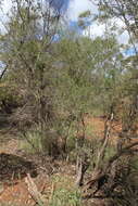 Plancia ëd Archidendropsis basaltica (F. Muell.) I. C. Nielsen