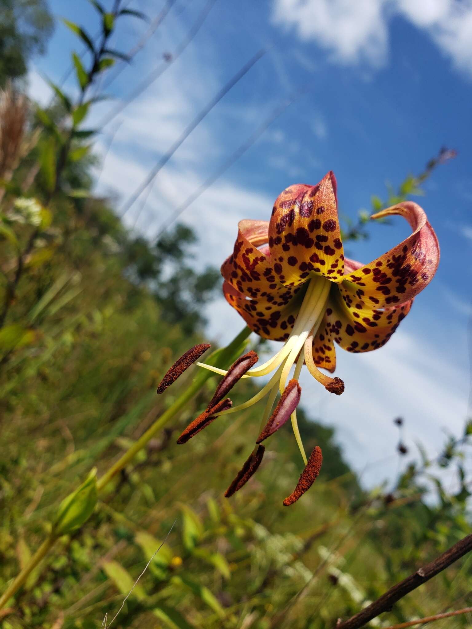 Image of Sandhills Lily