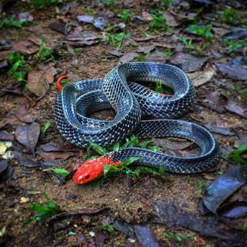 Image of Red-headed Krait