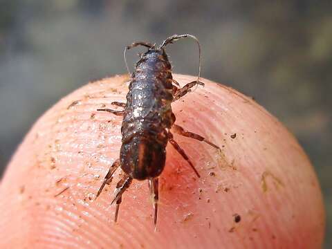 Image of Asellus aquaticus