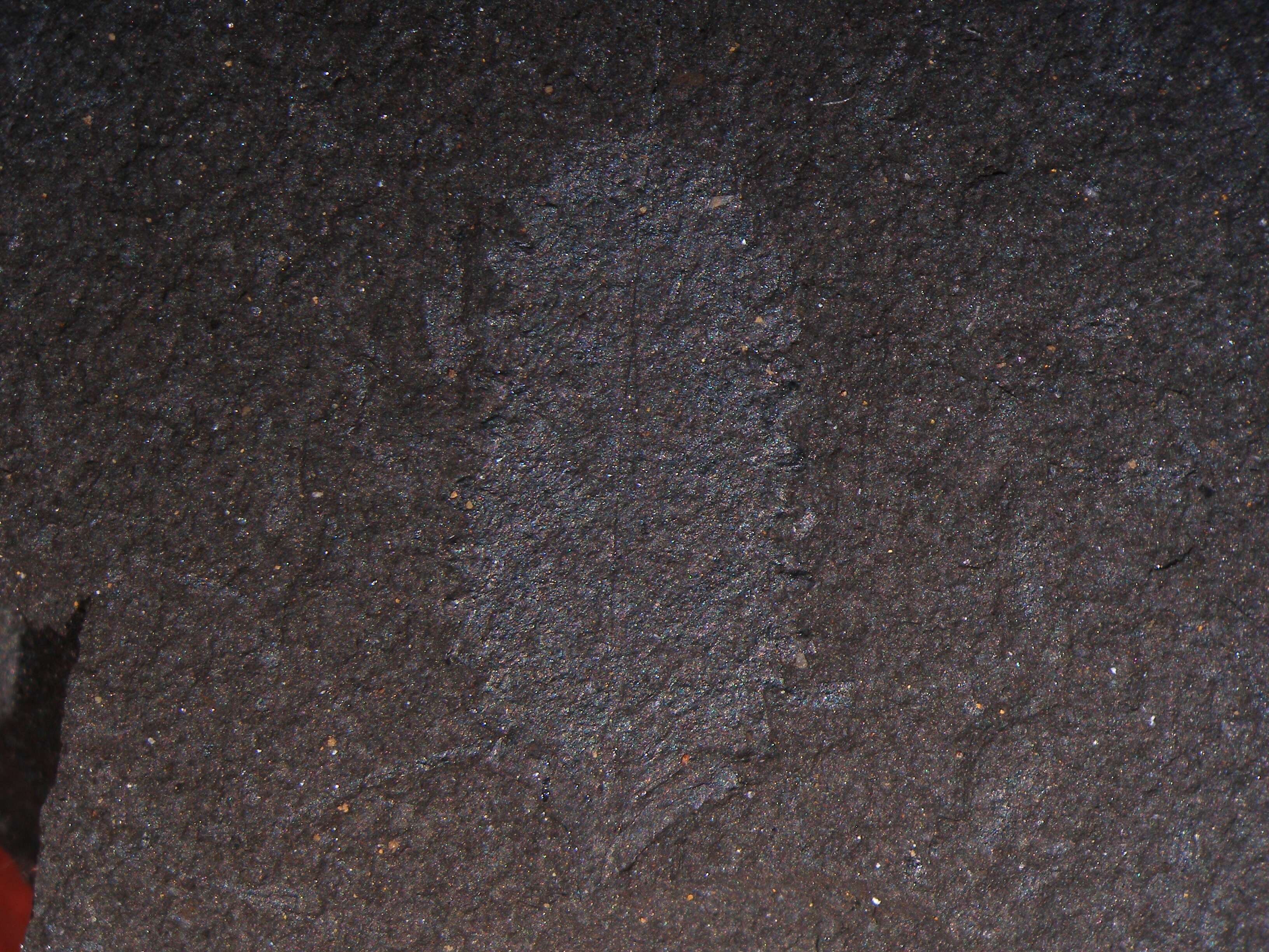 Image of graptolite