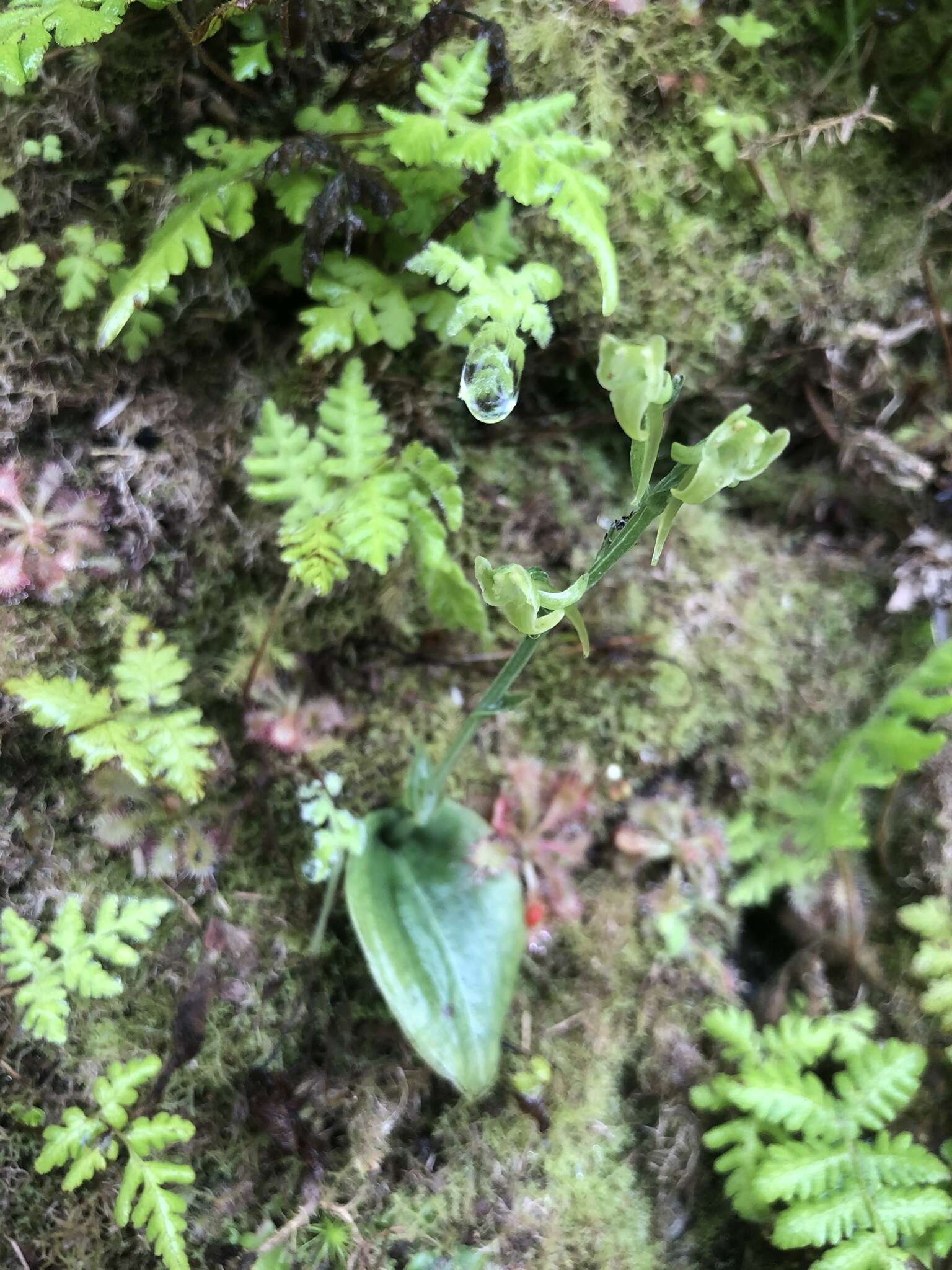 Image of Platanthera stenoglossa Hayata