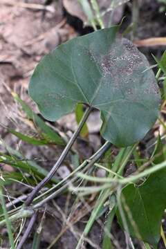 Image de Riocreuxia picta Schltr.