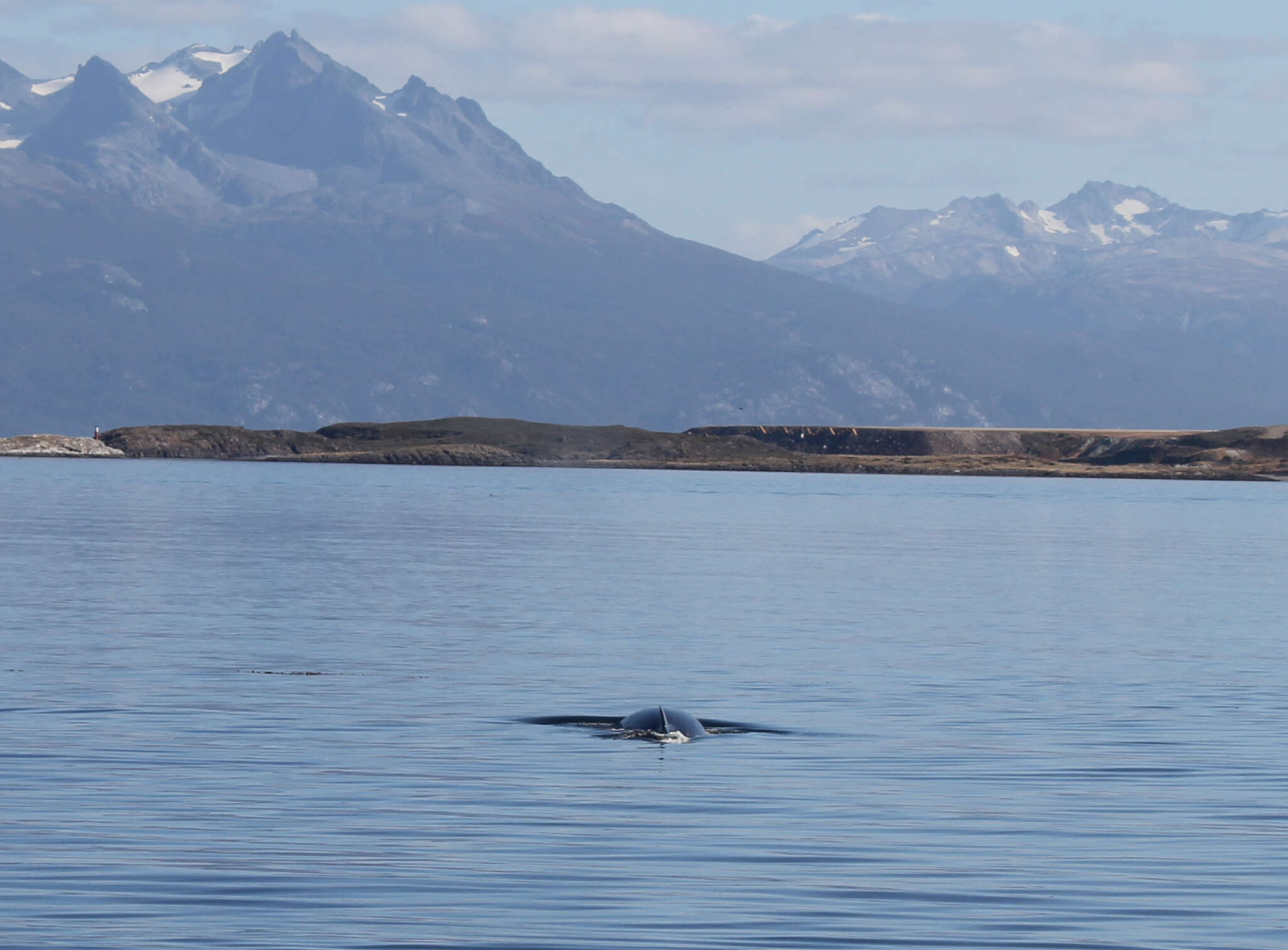 Image of Coalfish Whale