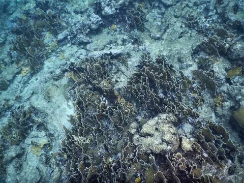 Image of Box Fire Coral