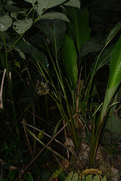 Image of Goeppertia monophylla (Vell.) Borchs. & S. Suárez