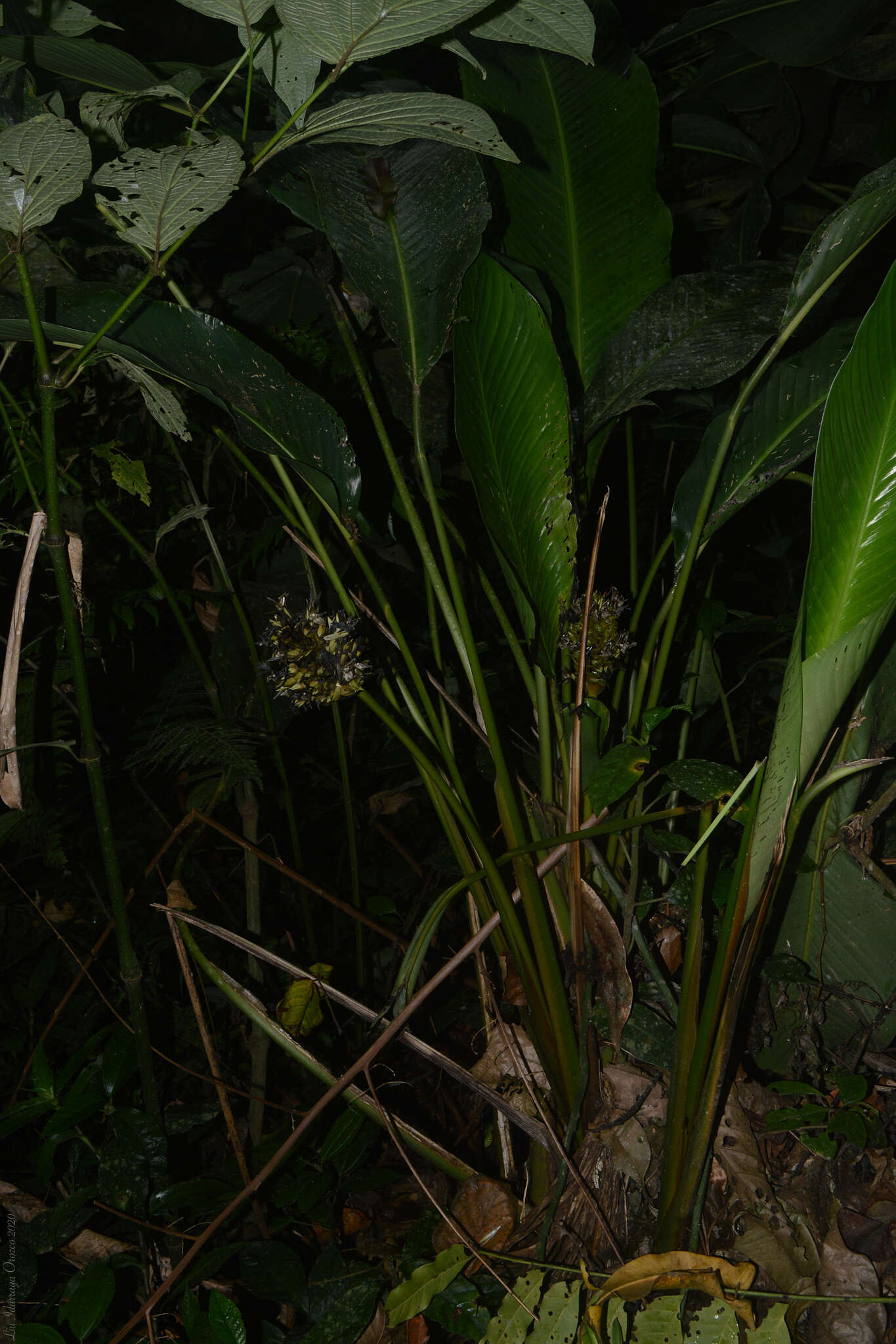 Image of Goeppertia monophylla (Vell.) Borchs. & S. Suárez