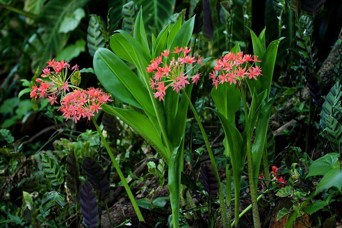 Image de Scadoxus pole-evansii (Oberm.) Friis & Nordal