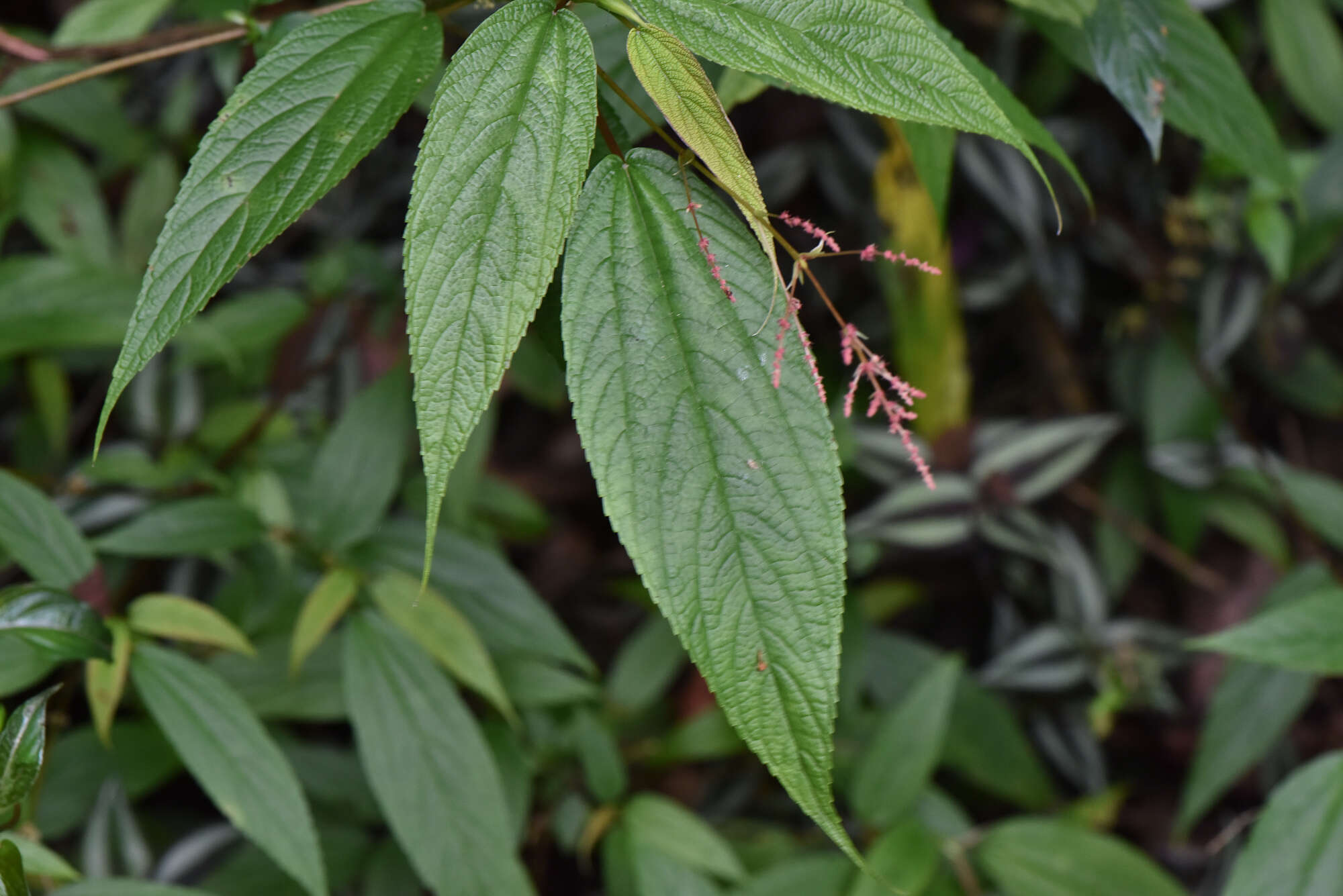 Image of Boehmeria zollingeriana var. podocarpa (W. T. Wang) W. T. Wang & C. J. Chen