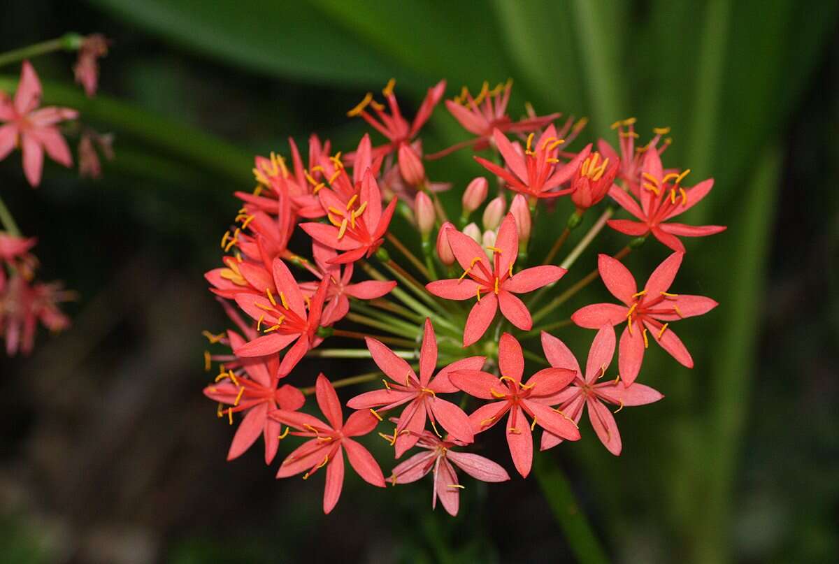 Image de Scadoxus pole-evansii (Oberm.) Friis & Nordal