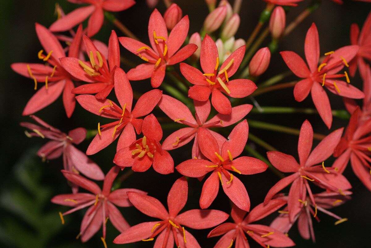 Image de Scadoxus pole-evansii (Oberm.) Friis & Nordal