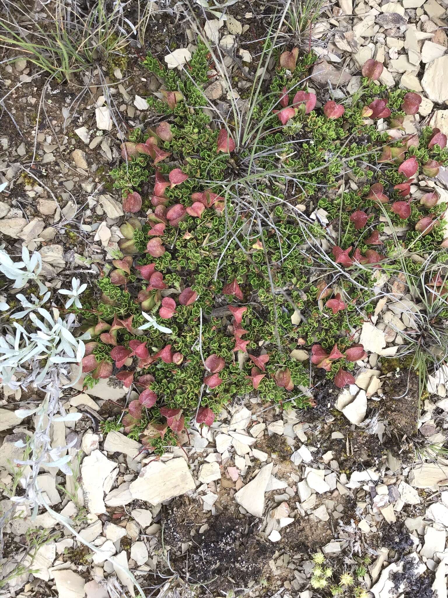 Image de Dodonaea procumbens F. Müll.