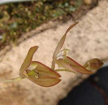 Image of Acianthera octophrys (Rchb. fil.) Pridgeon & M. W. Chase