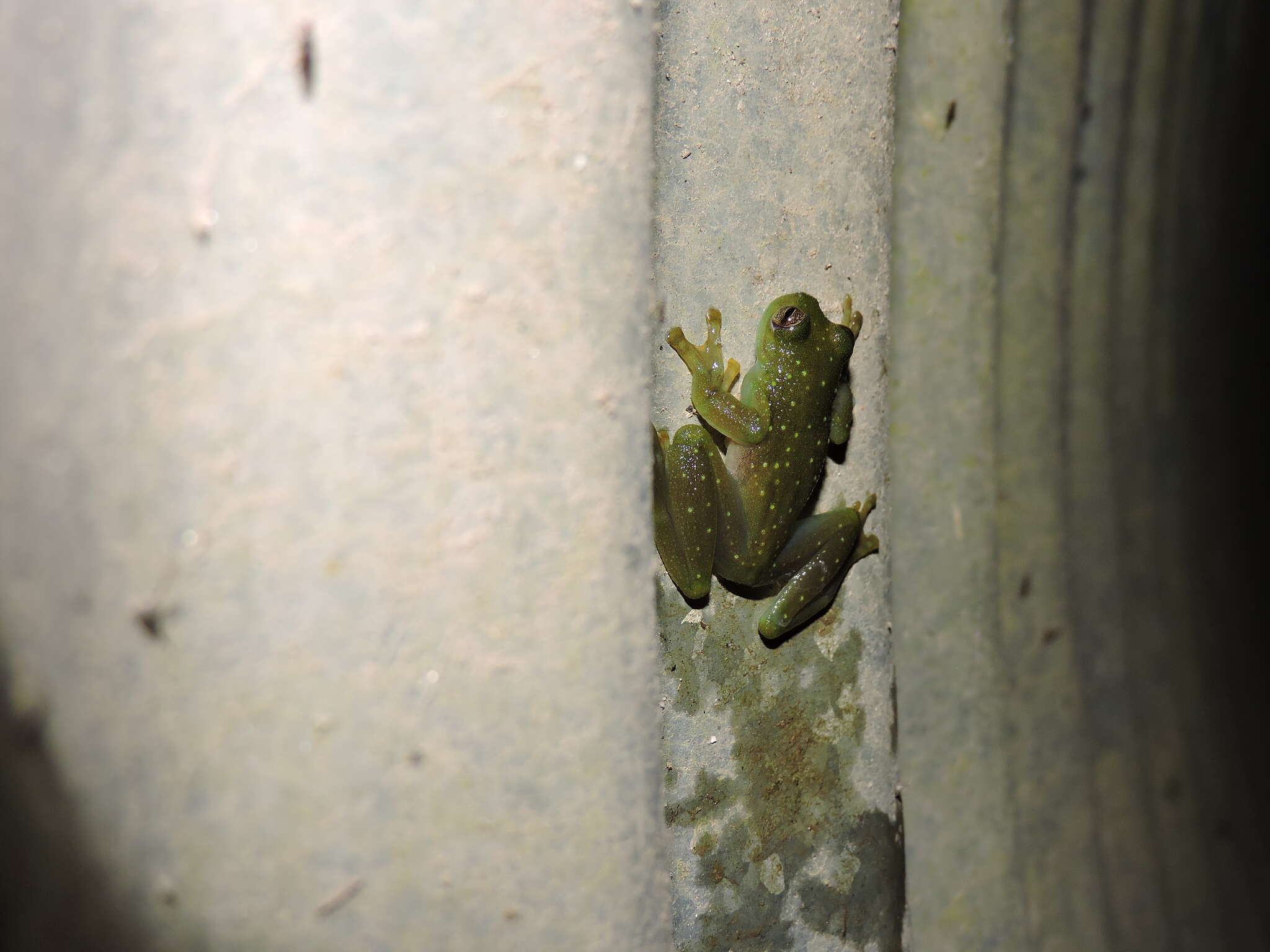 Image of Rulyrana mcdiarmidi (Cisneros-Heredia, Venegas, Rada & Schulte 2008)