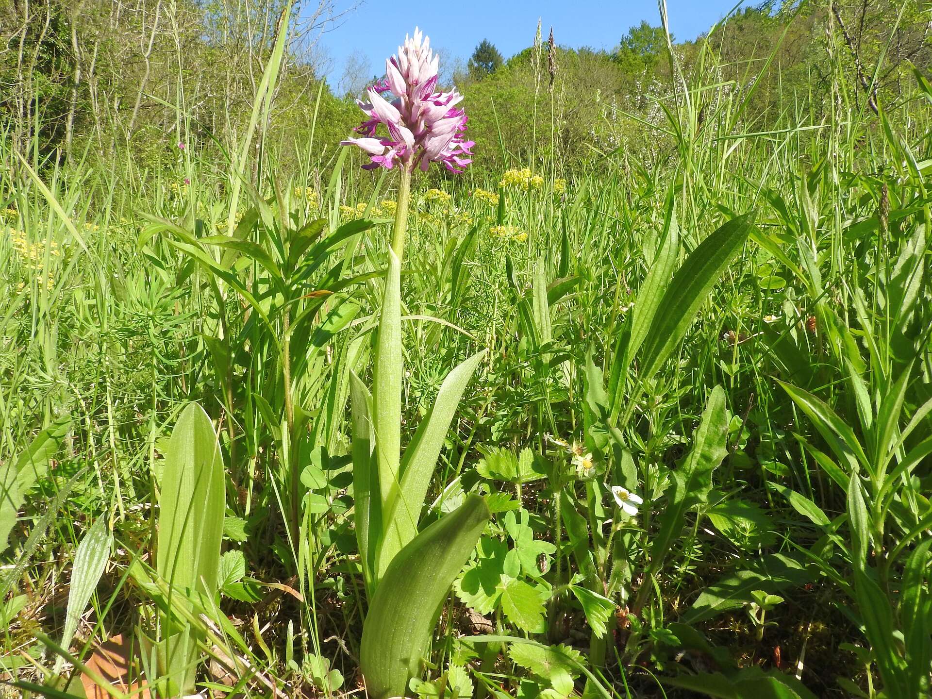 Image of Military orchid