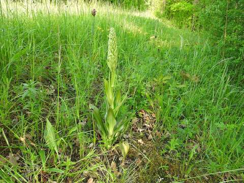 Himantoglossum hircinum (L.) Spreng. resmi