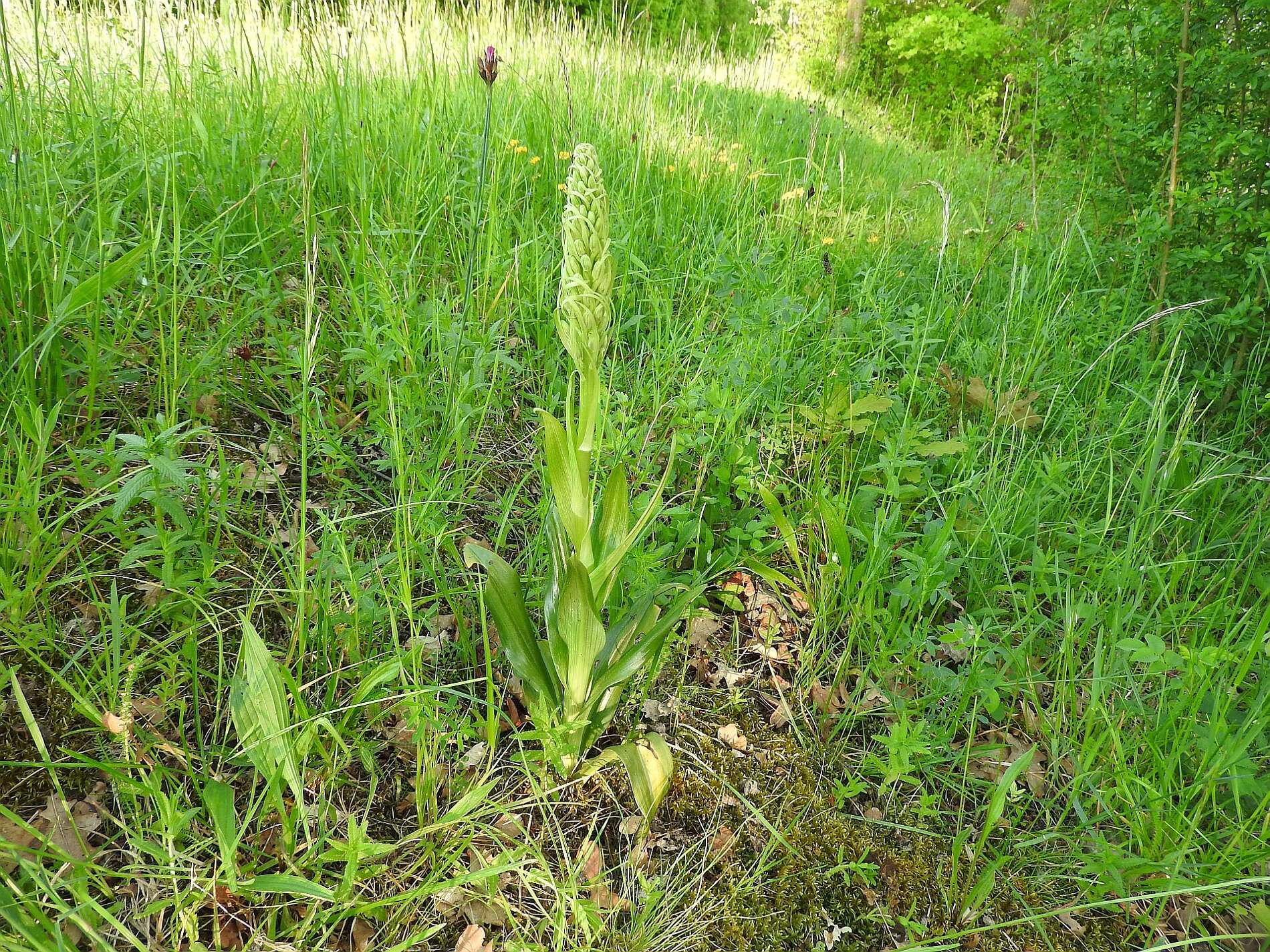 Himantoglossum hircinum (L.) Spreng. resmi