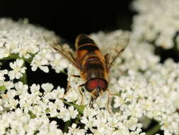 Image of Eristalis pertinax (Scopoli 1763)