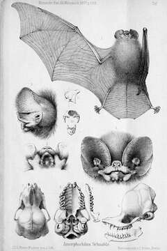 Image of Amorphochilus Peters 1877