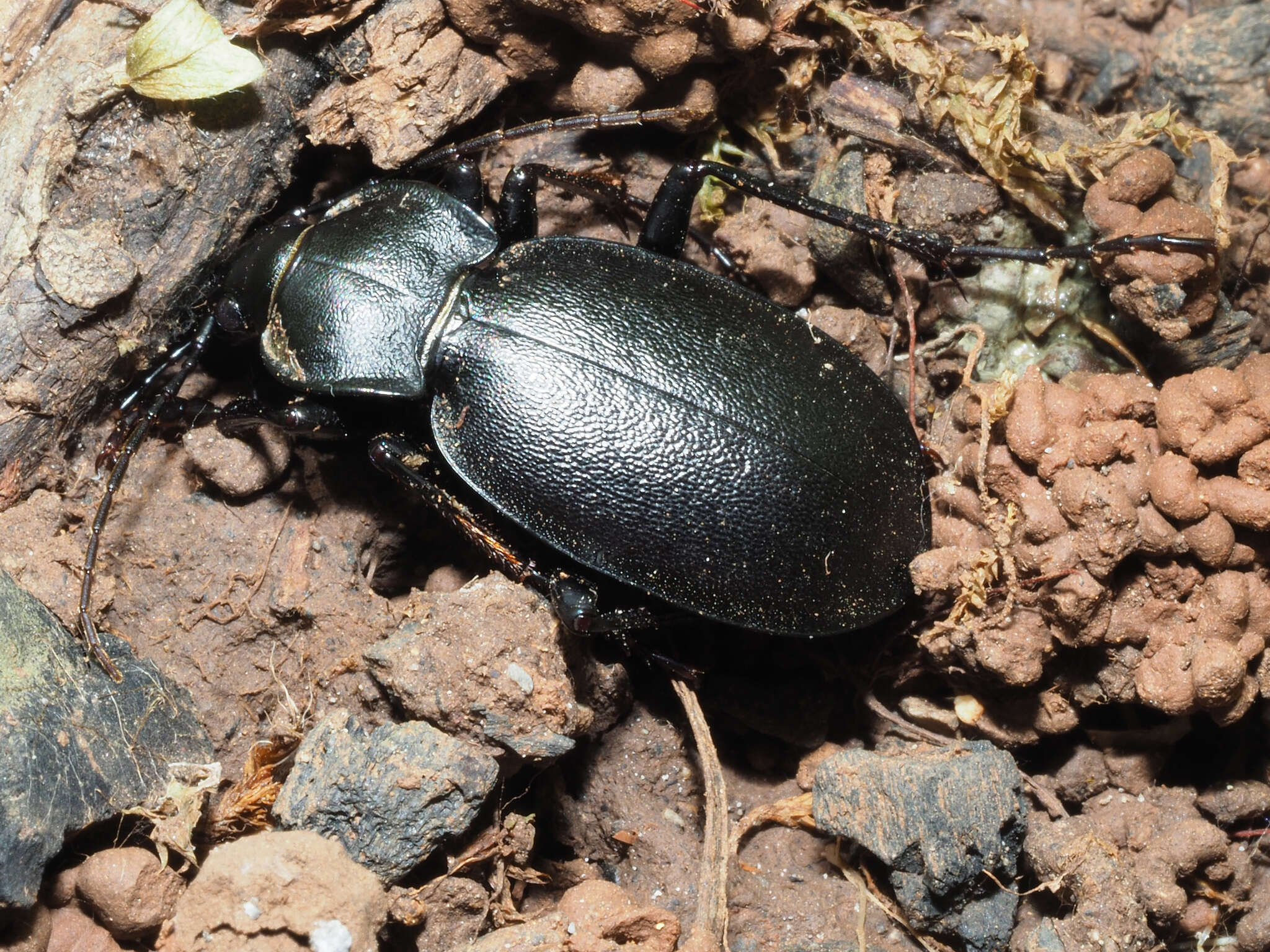 Image of Carabus (Procrustes) banonii Dejean 1829