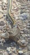 Image of Blackneck Garter Snake