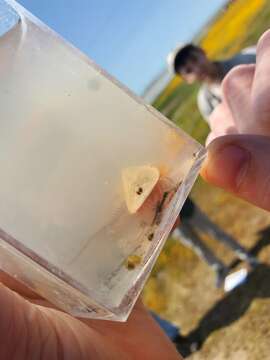 Image of Vernal pool tadpole shrimp