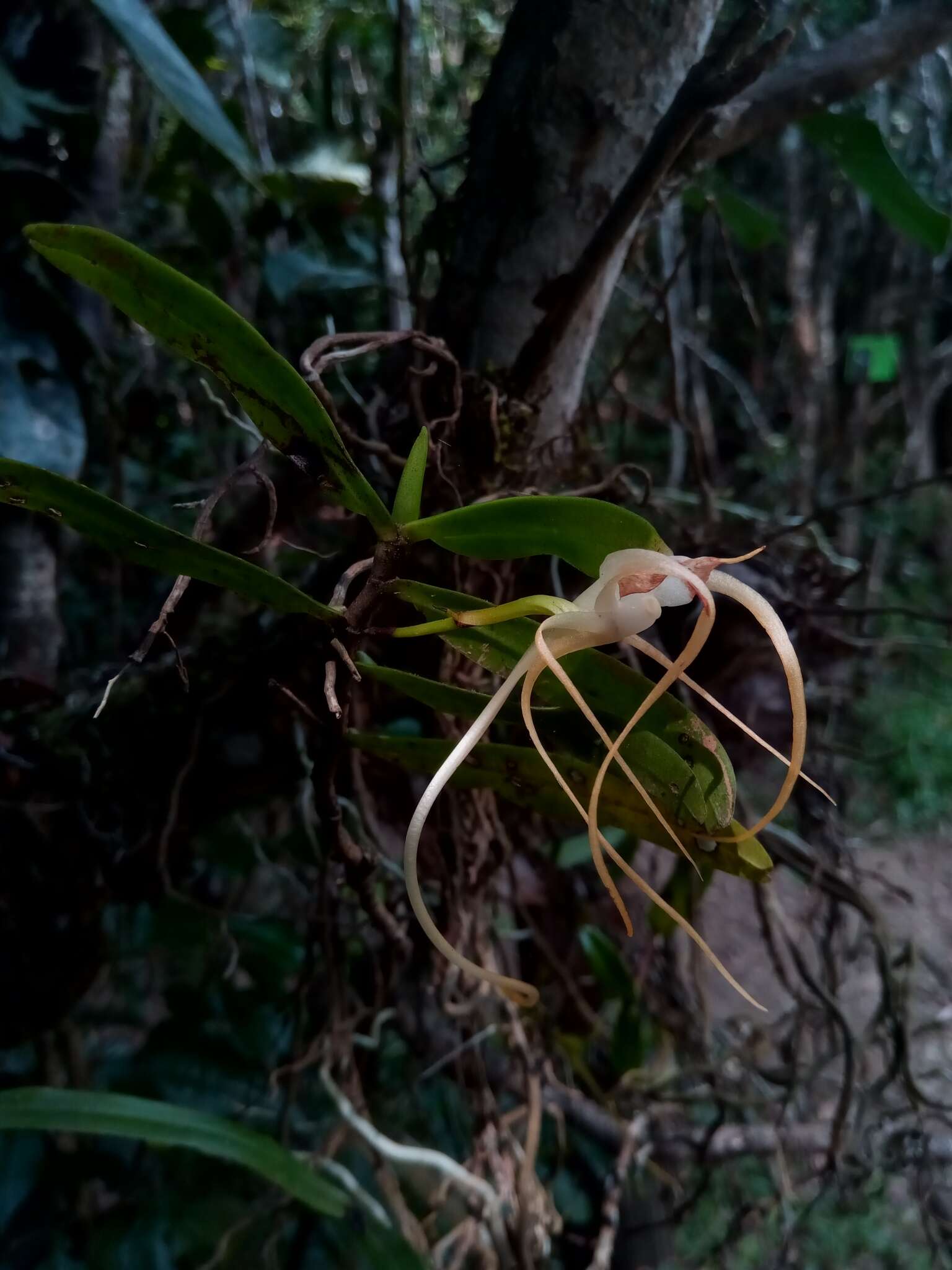 Imagem de Angraecum conchoglossum Schltr.