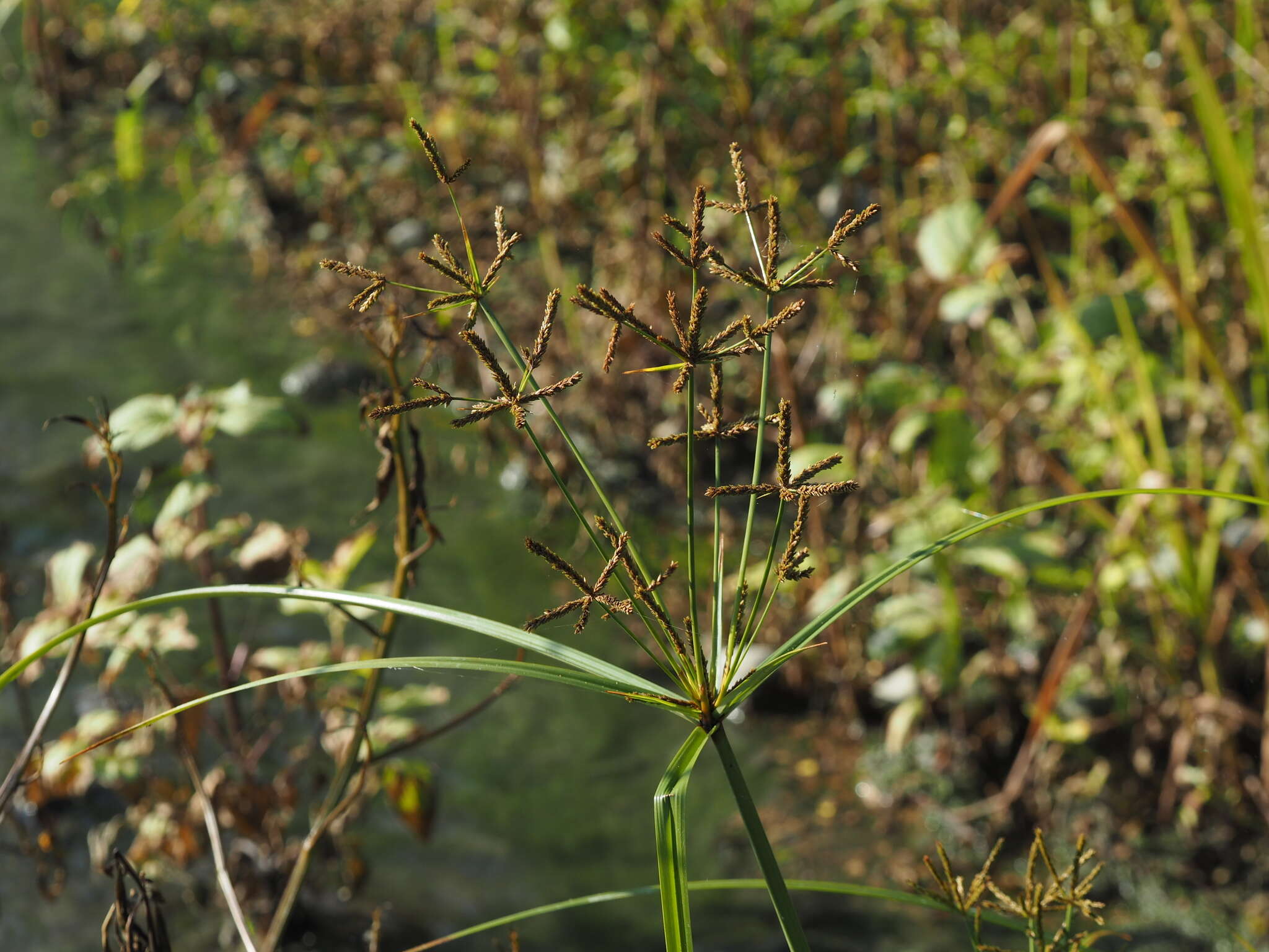 صورة Cyperus imbricatus Retz.