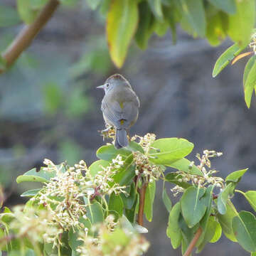 Image of Colima Warbler