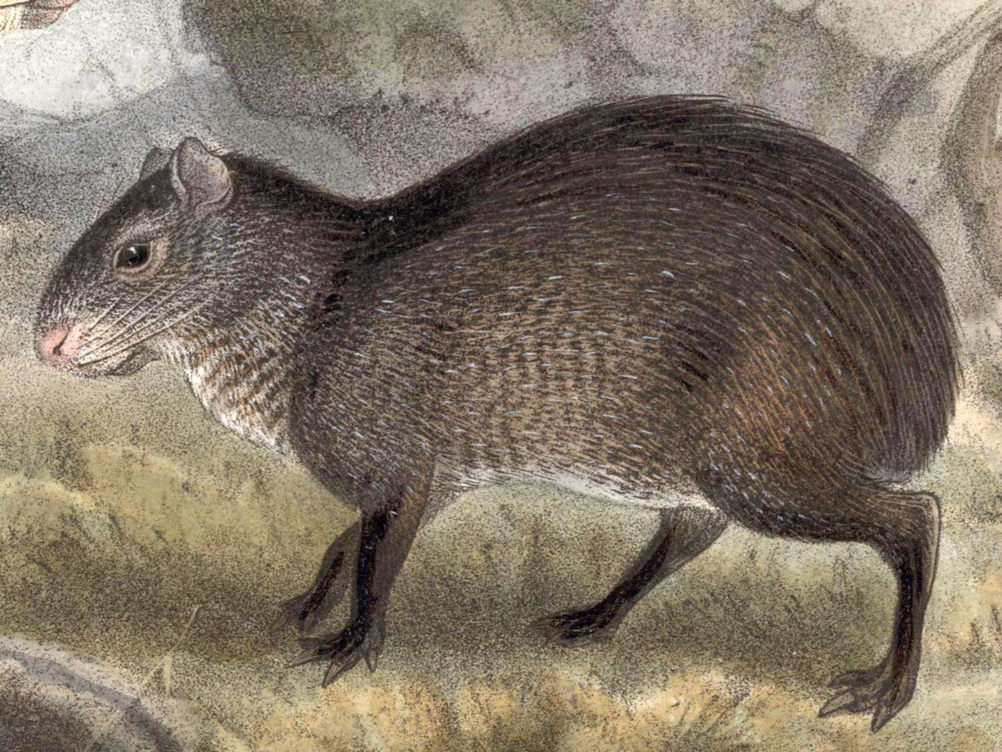 Image of Mexican Agouti