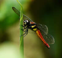 Image of Lyriothemis bivittata (Rambur 1842)