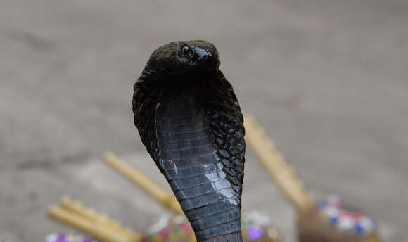 Image of Indian cobra