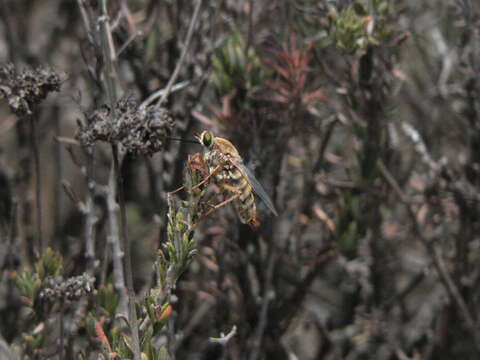 Imagem de Eriogonum fasciculatum Benth.