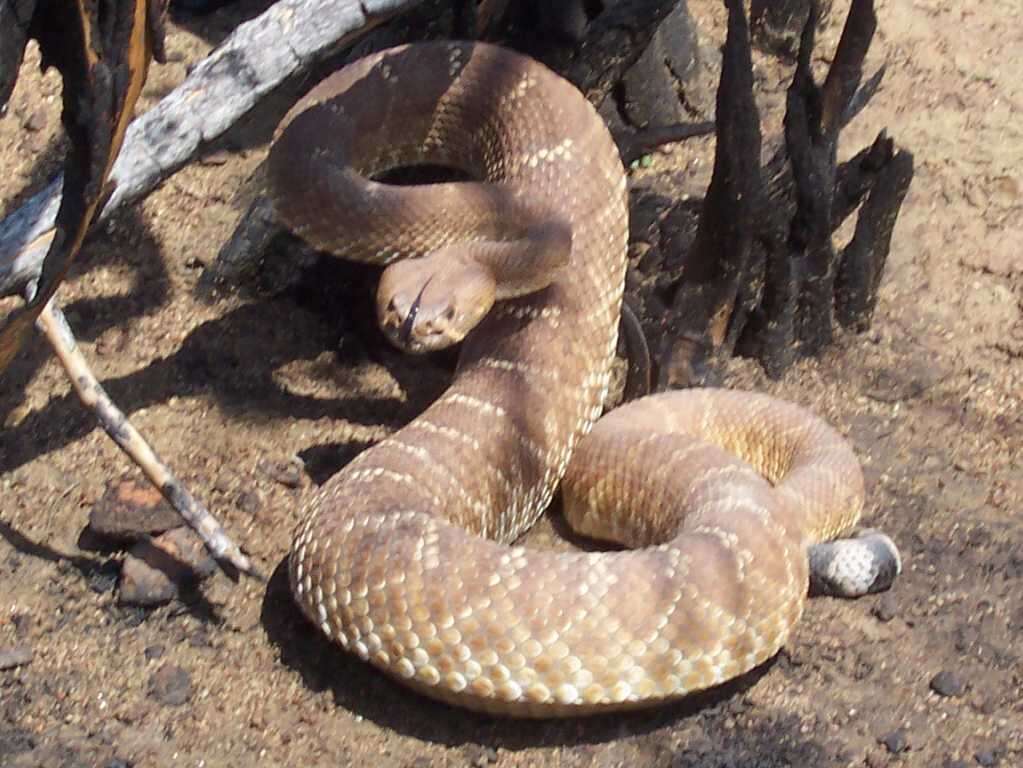 Image of Red Diamond Rattlesnake