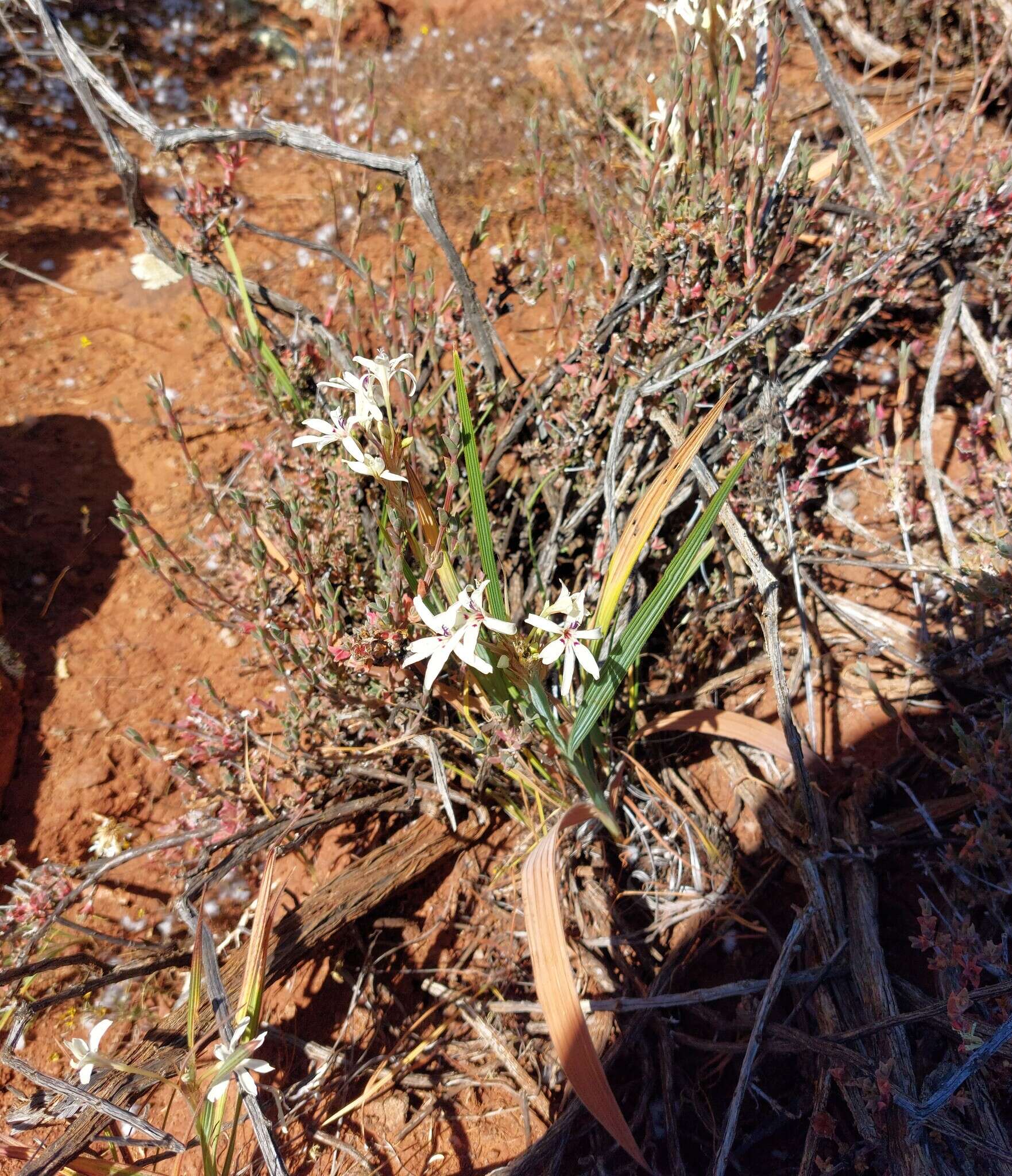 Image of Babiana spathacea (L. fil.) Ker Gawl.