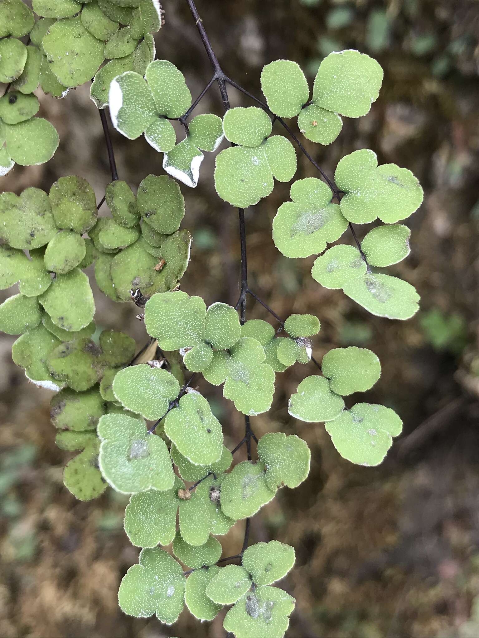 Image of hairy false cloak fern