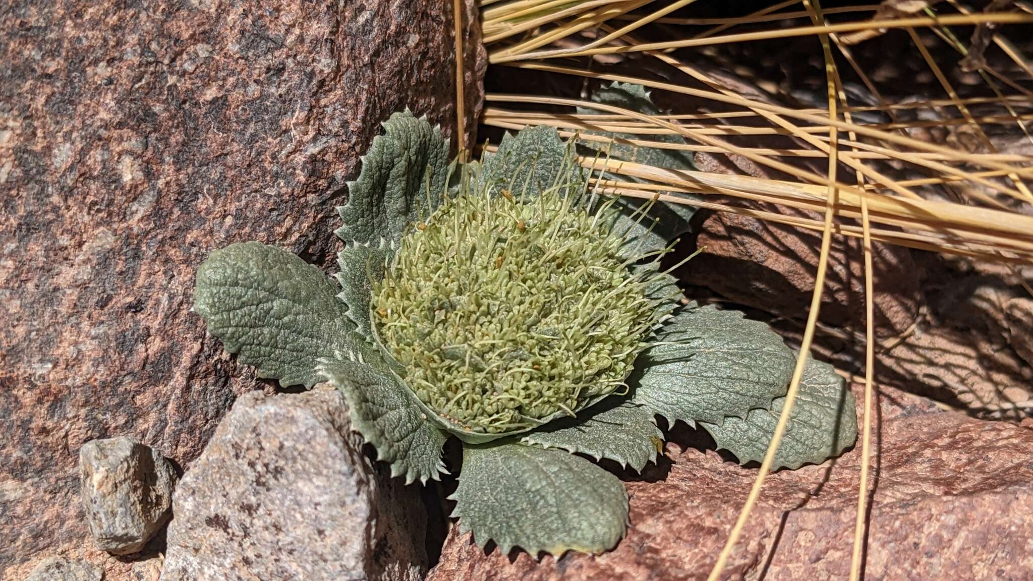 Image of Calycera monocephala (Phil.) S. Denham & Pozner