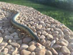 Image of Günther's Cylindrical Skink