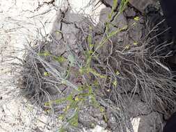 Image of salty buckwheat
